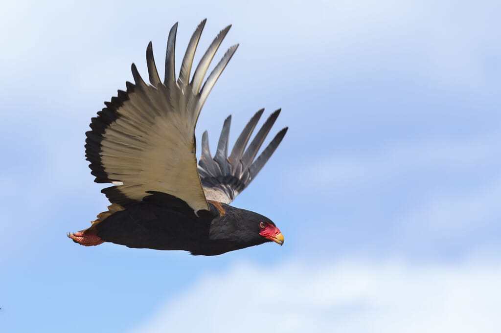 East Africa bateleur eagle flight family safari