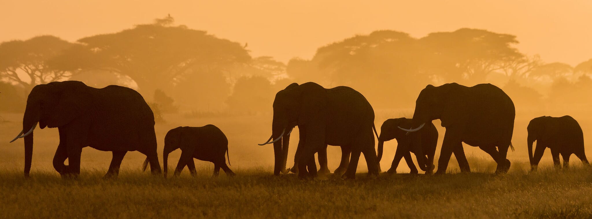 Tanzania regions to visit elephants family safari