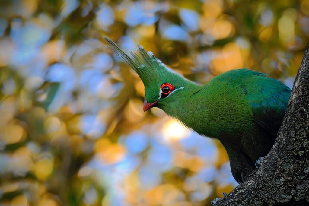 East Africa schalow's turaco African birding safaris