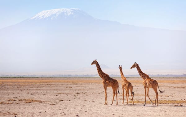 Kenya Amboseli and Chyulu Hills Kilimanjaro giraffe family safari