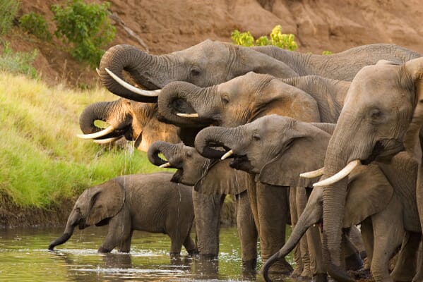 Africa elephant herd drinking river family safari