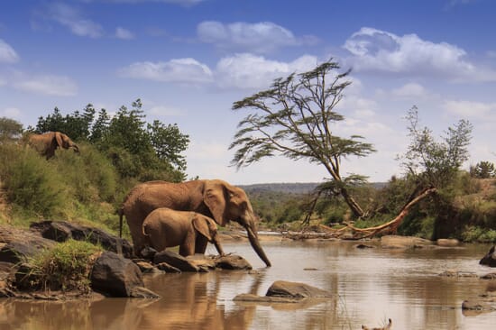 Kenya luxury safaris elephant Samburu water drinking