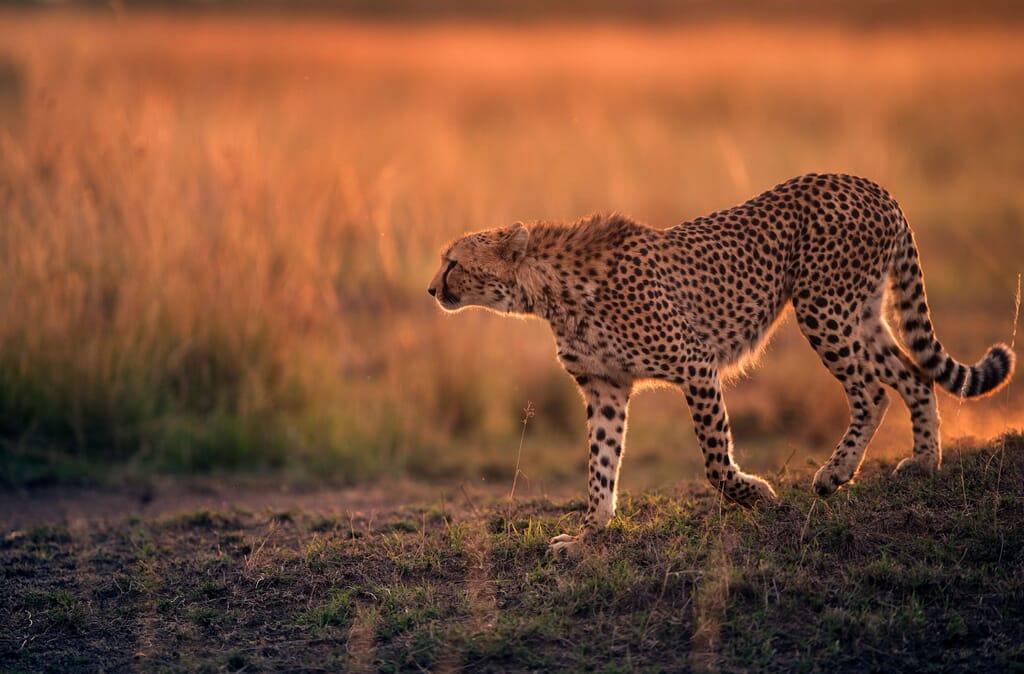 Kenya Masai mara cheetah sunset family safari