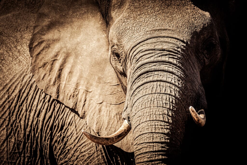 elephant africa conservation