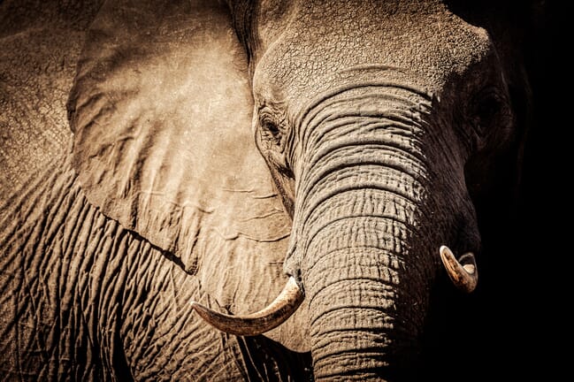 elephant africa conservation