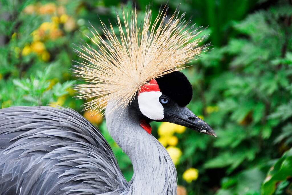 Uganda grey-crowned crane queen Elizabeth national park African birding safaris