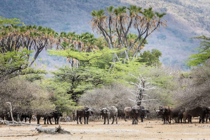 Tanzania Nyerere Sand Rivers Selous family safari buffalo