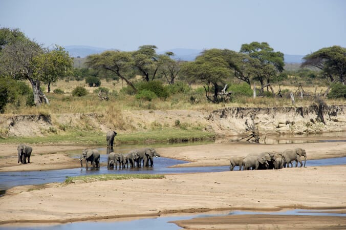 Tanzania Nyerere Sand Rivers Selous family safari elephant