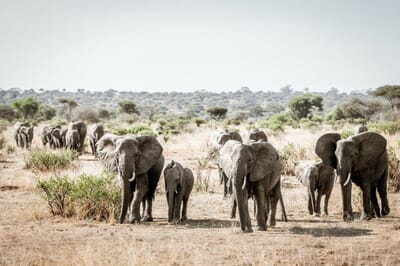 Tanzania Kuro Tarangire family safari