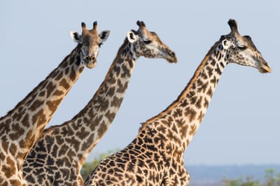 Tanzania Nyerere Sand Rivers Selous family safari giraffe