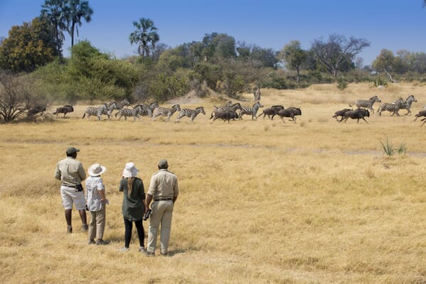 Botswana Sandibe andBeyond walking family safari