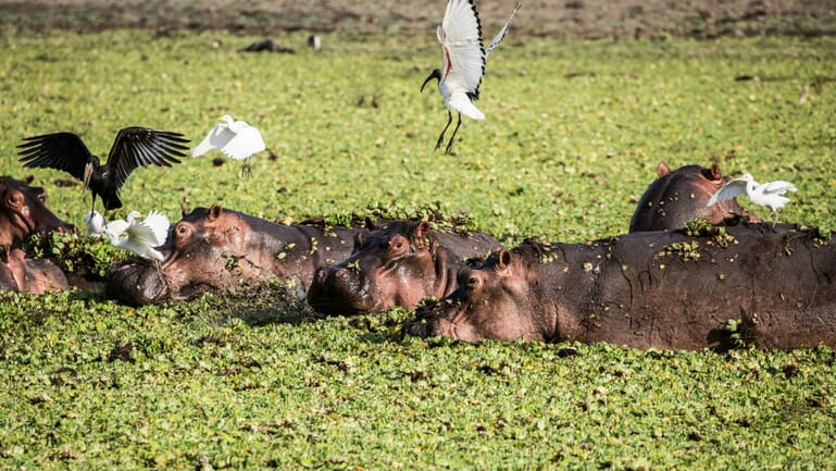 Tanzania Nyerere Sand Rivers Selous family safari lake tagalala