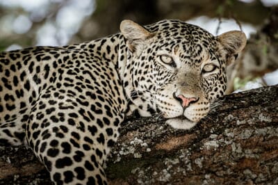 Tanzania Kuro Tarangire family safari