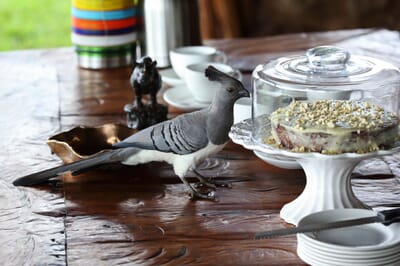 Kenya Lewa House afternoon tea bird family safasri