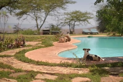 Kenya Lewa House swimming pool family safari