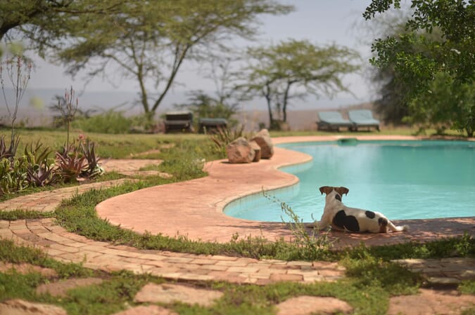 Kenya Lewa House swimming pool family safari