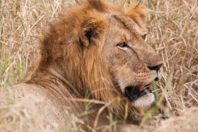 Tanzania Kuro Tarangire family safari