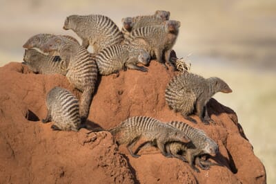 Tanzania Kuro Tarangire family safari