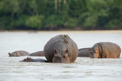 Tanzania Nyerere Sand Rivers Selous family safari river