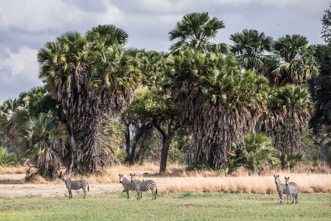Tanzania Nyerere Sand Rivers Selous family safari zebra