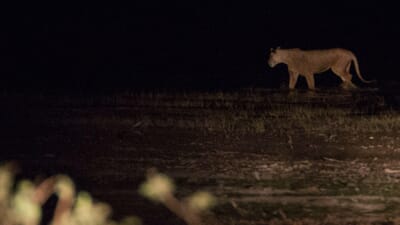 Tanzania Lake Manyara Tree Lodge family safari