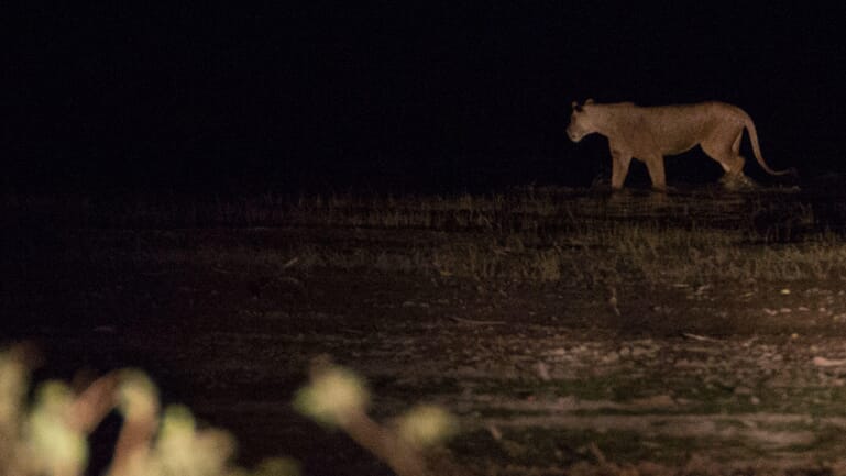 Tanzania Lake Manyara Tree Lodge family safari