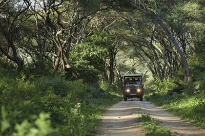 Tanzania Lake Manyara Tree Lodge family safari