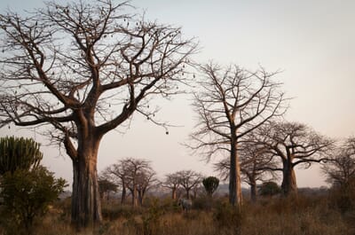 Tanzania Ruaha kigelia family safari