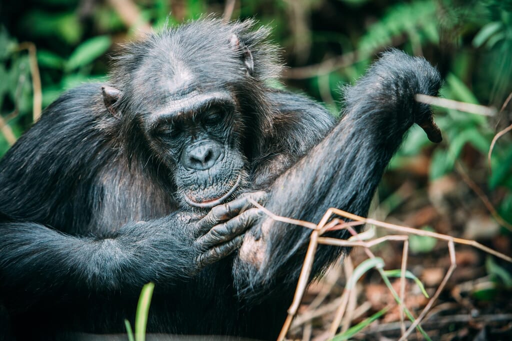 Tanzania Greystoke Mahale