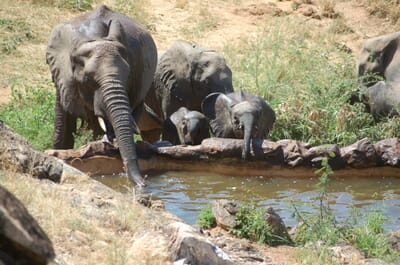 Kenya Laikipia Sarara family safari reteti