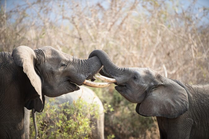 Tanzania Ruaha Ikuka family safari