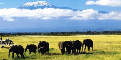 Kenya Amboseli elewana tortillis
