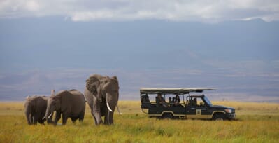 Kenya Amboseli elewana tortillis