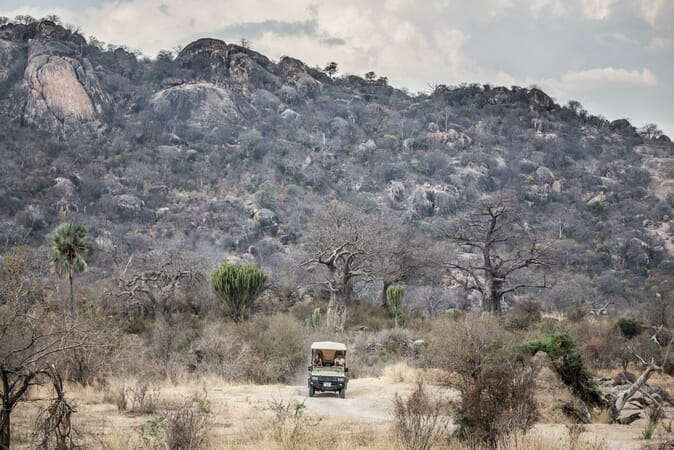 Tanzania Ruaha kigelia family safari