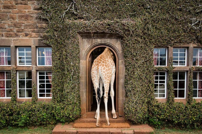 Kenya Nairobi Giraffe Manor family safari