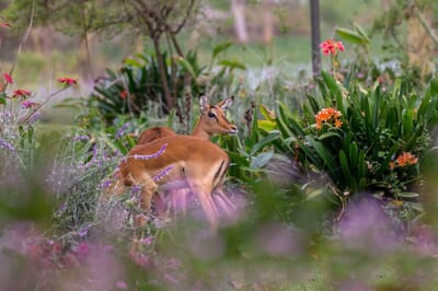 Kenya Lake Naivasha Loldia House family safari