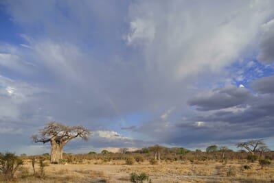 Tanzania Ruaha Jabali house family safari