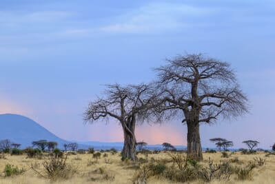 Tanzania Ruaha Jabali house family safari