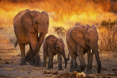 Tanzania Ruaha Jabali Ridge family safari