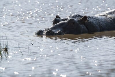 Tanzania Serengeti Kubu Kubu family safari