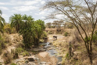 Tanzania Serengeti Kubu Kubu family safari