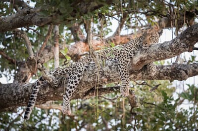 Tanzania Katavi Chada family safari