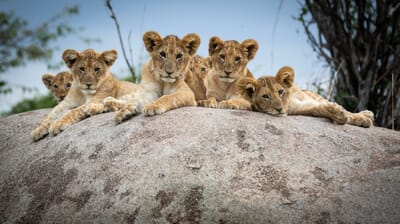 Tanzania Lamai Serengeti family safari