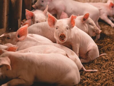 Tanzania Ngorongoro Gibb's Farm family safari