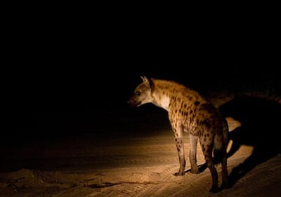 Tanzania Tarangire Oliver's Camp family safari