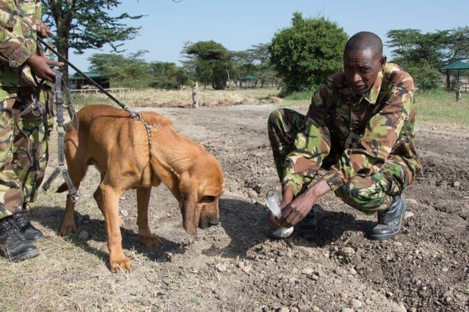 Kenya Ol Pejeta Kicheche Laikipia family safari