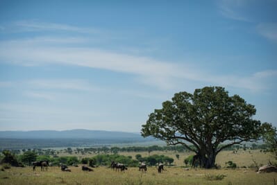 Tanzania Serengeti Olakira Migration Camp family safari