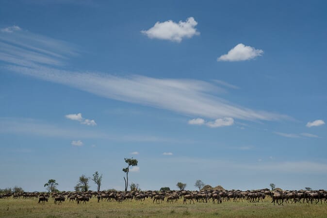 Tanzania Serengeti Olakira Migration Camp family safari