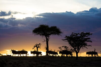 Tanzania Serengeti Olakira Migration Camp family safari