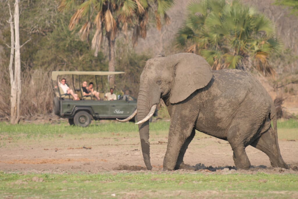 Prime-wildlife-area-in-Selous-makes-for-perfect-game-drives.jpg?w=1024&h=683&scale